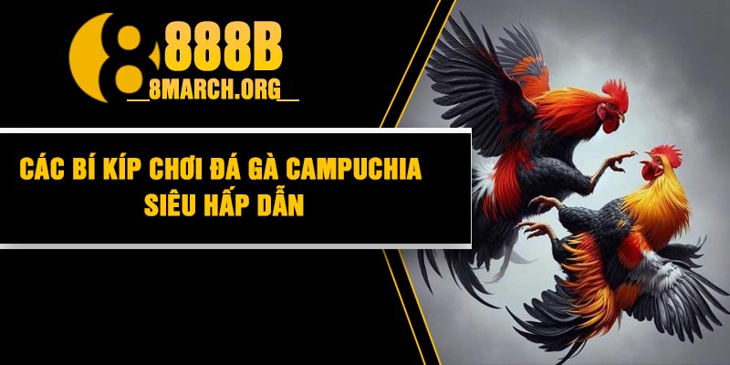 Các bí kíp chơi đá gà Campuchia siêu hấp dẫn