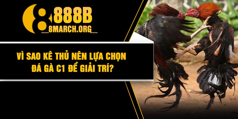 Vì sao kê thủ nên lựa chọn đá gà C1 để giải trí?